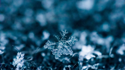 Płatek śniegu makro śnieg snow Snowflake © Dreamnordno