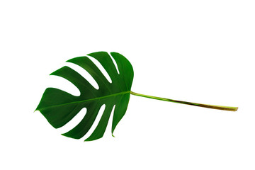 Monstera green leaf isolated on white background with clipping path for summer and spring design...