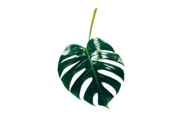 Monstera leaf isolated on white background with clipping path.