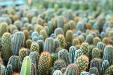 Beautiful cactus for sell