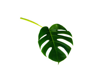 Monstera green leaf isolated on white background with clipping path for summer and spring design element.