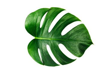 Monstera green leaf isolated on white background with clipping path for summer and spring design element. © AePatt Journey