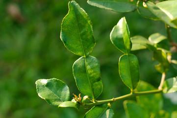 Kaffir lime leaves