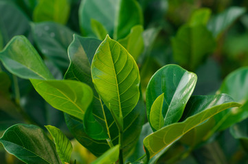 Jackfruit leaves are a bunch