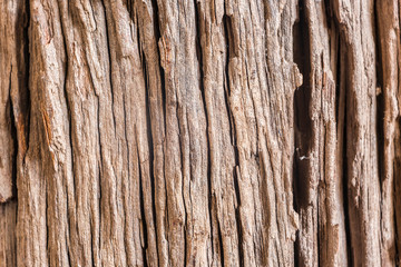 Detail of old wood bark of dry tree for nature background