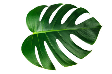 Monstera green leaf isolated on white background with clipping path for summer and spring design element. © AePatt Journey