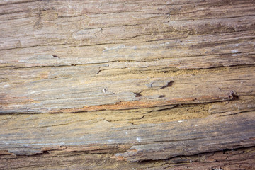 Detail of old wood bark of dry tree for nature background