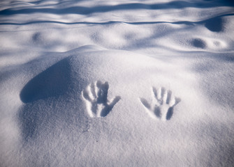 Handprint on snow. imprint hands on snow
