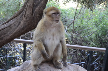 A monkey looking attentively