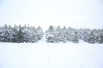 snowfall pine tree