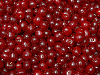 Many red cherry fruits in sunlight as natural background.
