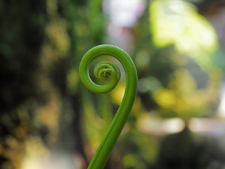 Closeup of beautiful fern tree curl up into spiral shape.