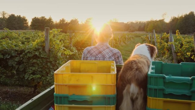 A farmer rides a small tractor across the field at sunset. In the back of the boxes for harvest and the dog