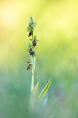 The Fly orchid attracking flies for pollination.