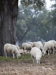 sheep in full nature grazing in foggy day