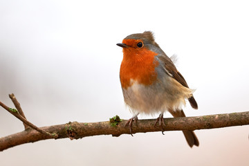 European robin (Erithacus Rubecula) sitting on a branch in the winter