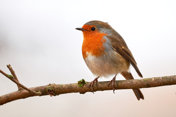 European robin (Erithacus Rubecula) sitting on a branch in the winter