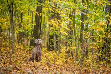 Weimaraner posing on a meadow in autumn landscape
