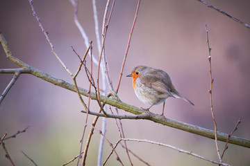 European robin (Erithacus Rubecula) sitting on a branch in the winter