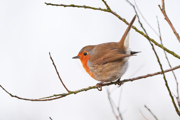 European robin (Erithacus Rubecula) sitting on a branch in the winter