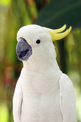 The yellow-crested cockatoo (Cacatua sulphurea) also known as the lesser sulphur-crested cockatoo, portait with green background. © Karlos Lomsky