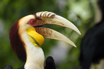 The wreathed hornbill (Rhyticeros undulatus), also known as the bar-pouched wreathed hornbil, portait.