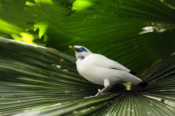 The Bali myna (Leucopsar rothschildi), also known as Rothschild's mynah, Bali starling, or Bali mynah, locally known as jalak Bali sitting on the leaf.
