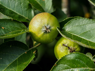 green apples on tree