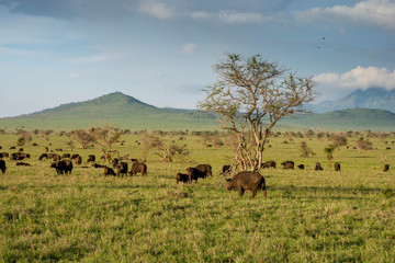 Naklejka na ściany i meble Buffalo seen in taita hills at Tsavo National Park in Kenya. Kenya safari