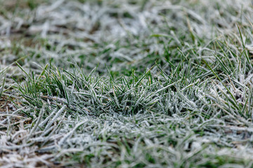 Frozen grass. Hoarfrost. Green grass with morning frost. 