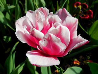 Pink and white tulip grows on a flower bed on the summer cottage.