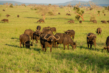 Buffalo seen in taita hills at Tsavo National Park in Kenya. Kenya safari