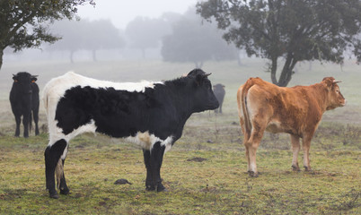 bulls and calves in the field on a foggy day