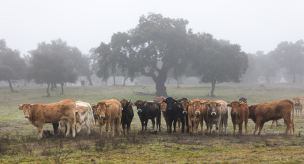 bulls and calves in the field on a foggy day