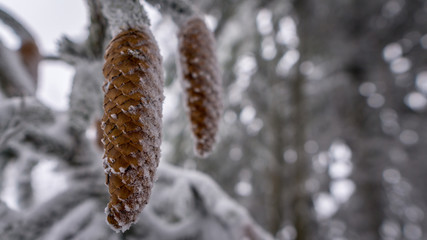 Tannenzapfen im eisigen Schnee