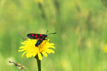 Zygaena lonicerae, the narrow-bordered five-spot burnet, moth of the Zygaenidae family.