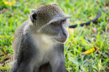 Blue monkey in Kenya near diani beach coast. Cercopithecus mitis