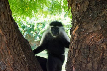 Angola Colobus hanging on the tree in Kenya Diani Beach