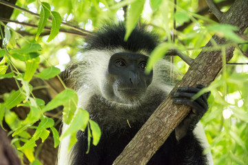 Angola Colobus hanging on the tree in Kenya Diani Beach