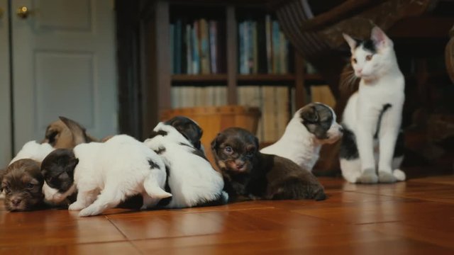 The cat watches the little puppies play on the floor in the room.
