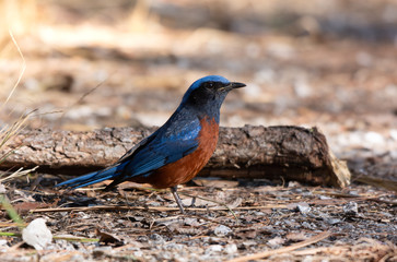 Chestnut-bellied Rockthrush, Beautiful bird in Thailand.