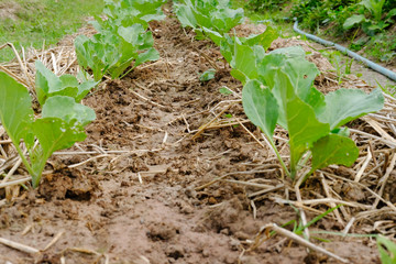 plant growing in farm. vegatable plantation  in garden