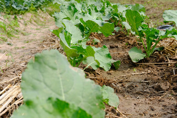 plant growing in farm. vegatable plantation  in garden