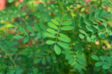 Foetid cassia, Sickle senna or Senna tora in garden