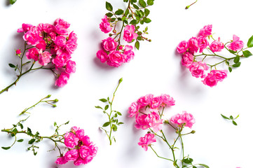 Pink roses on white background top view