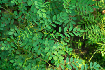 Foetid cassia, Sickle senna or Senna tora in garden