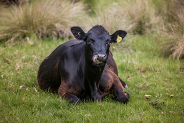 Obraz na płótnie Canvas Cow Licking Lips in Field