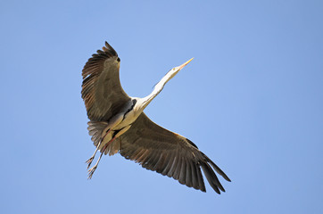 Gray Heron