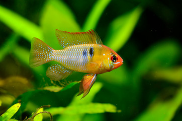 Ram Cichlid in Aquarium