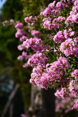 Beautiful pink flowers on blur background